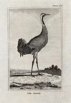 A crane. Etching with engraving. Stock Illustration