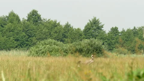 Crane Eurasian 1a Grus grus two birds Video stock 148508096