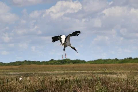 Crane Everglades 写真素材