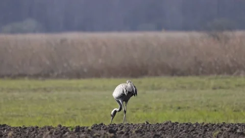 The crane is feeding on a spring field, 4K slomo Video stock 175976937