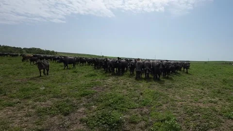 Crane filming of a herd of buffaloes Stock Footage 277228247