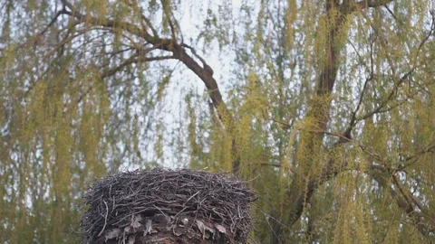 The crane flew into the nest Stock Footage 74417243