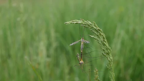 Crane flies Stock Footage 128710875