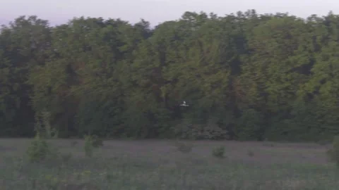 Crane flies by the forest Video stock 89923057
