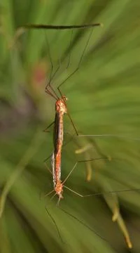 Crane flies mating. Stock Photos