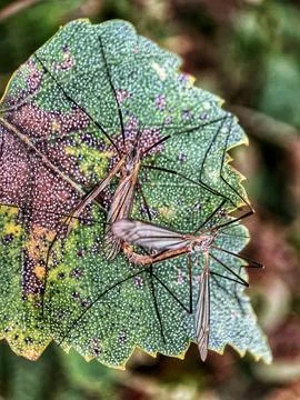 Crane Flies mating Stock Photos