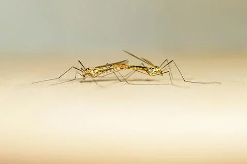 Crane flies mating on smooth surface, symmetrical macro composition Stock Photos