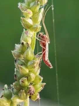 Crane flies Stock Photos