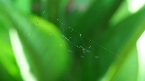 Crane flies resting on the spider web Video stock 82121097