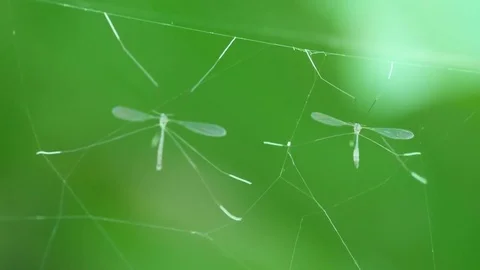 Crane flies resting on the spider web Stock Footage 82121288
