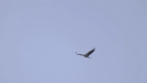 The crane in flight, 4K slomo Video stock 237538593