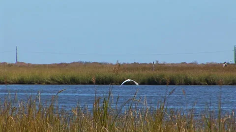 Crane in Flight Stock Footage 33128781