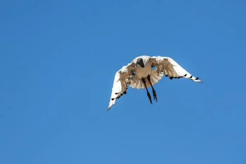 A Crane in flight Stock Photos