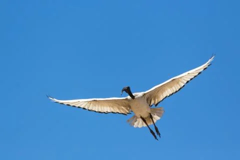 A Crane in flight 스톡 사진