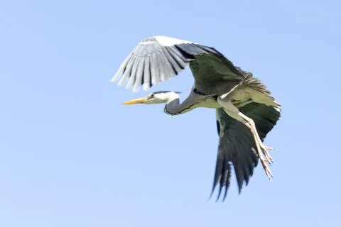 A Crane in flight 스톡 사진