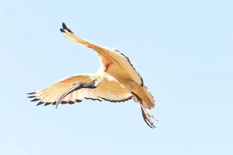 A Crane in flight Stock Photos