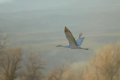 Crane In Flight Stock Photos