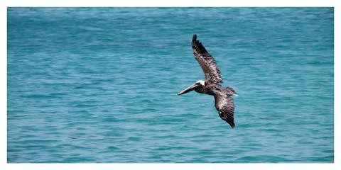 Crane Flight Seabeach Stock Photos