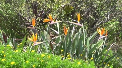 Crane flower, bird of paradise Vídeo Stock 333789366