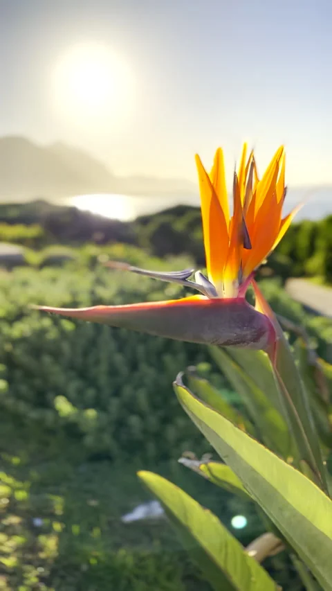 Crane Flower (strelitzia) or bird of paradise flower with vibrant orange petals Vídeos de archivo 335937231
