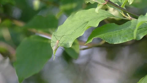 Crane Fly Balancing on Green Leaf Swaying in Wind - 4K Macro Static Shot Vídeos de archivo 335254414