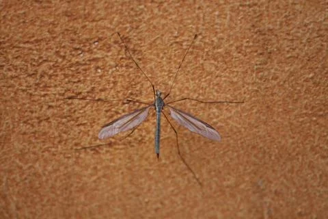 Crane Fly on brown wall Stock Photos