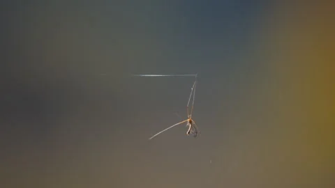 Crane fly caught in a spider web thread with a soft bokeh background Видео 337735786