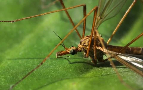 Crane fly close-up Stock Photos