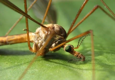 Crane fly close-up Stock Photos
