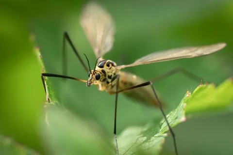 Crane fly close up Foto stock
