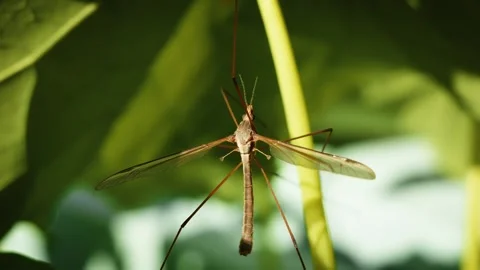Crane fly Daddy long legs extreme close up stock footage Vídeo Stock 309919591