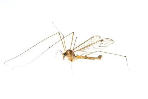 Crane fly daddy Stock Photos