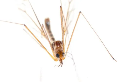 Crane fly daddy Stock Photos
