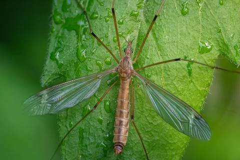 Crane fly on a dewy green leaf macro Stock Photos