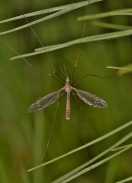 Crane fly hanging on pine needles. Foto stock