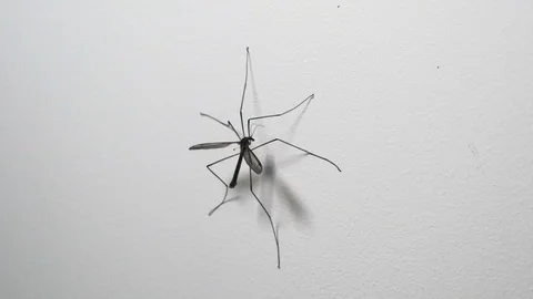 Crane Fly insect falling from a wall inside a home. Daddy long legs Stock Footage 118021855