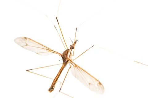Crane fly isolated Stock Photos