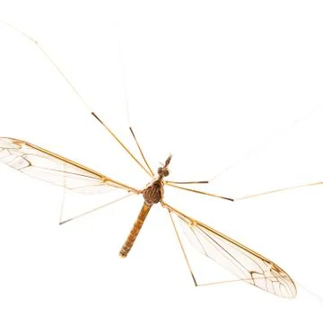 Crane fly isolated Stock Photos