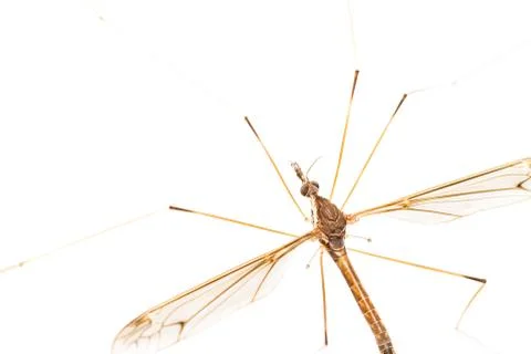 Crane fly isolated Stock Photos