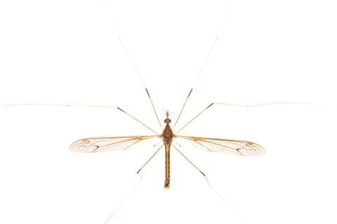 Crane fly isolated Stock Photos