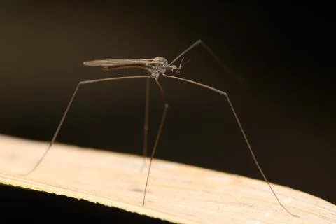 Crane Fly on Leaf Edge, Satara, Maharashtra Stock Photos