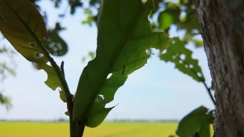 A Crane Fly on Leaf, Gentle Leg Movement, Close-Up Shot, 1/4 Speed Slow Motion Stock Footage 308242110