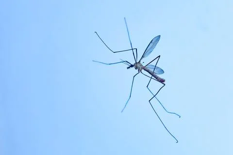 Crane Fly Macro Foto stock