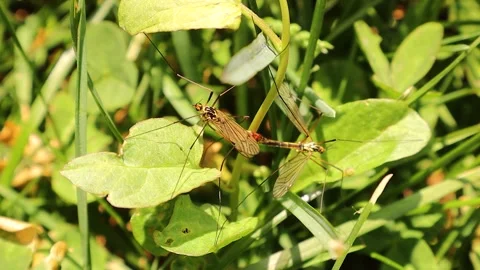 Crane fly mating. It's not a mosquito. Insects, insect. Bugs in swamp, bug Stock Footage 283532637