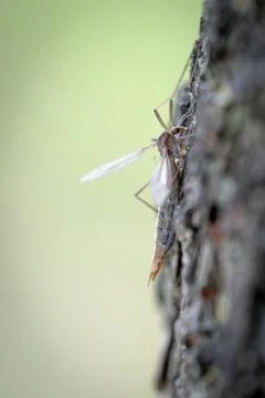 A Crane Fly, Or Daddy Long Legs On The Bark Of A Tree, Close Up Foto stock