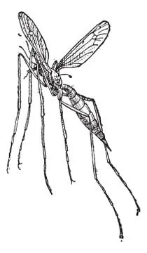 Crane fly or mosquito hawk, vintage engraving. Stock Illustration