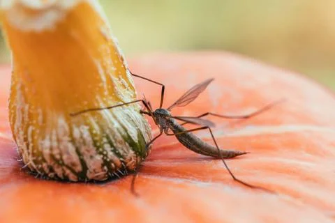 Crane fly or tipula closeup. Big mosquito sitting on orange pumpkin. Stock Photos