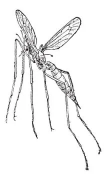Crane Fly or Tipula sp., vintage engraving Stock Illustration