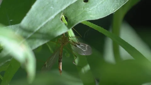 Crane Fly Perched Under Green Leaf - 4K Macro Wildlife Shot Vídeos de archivo 335713100