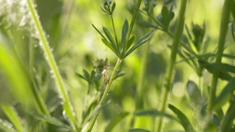 Crane Fly Perching on Delicate Plant in Soft Morning Light - 4K Macro Vídeos de archivo 335254915